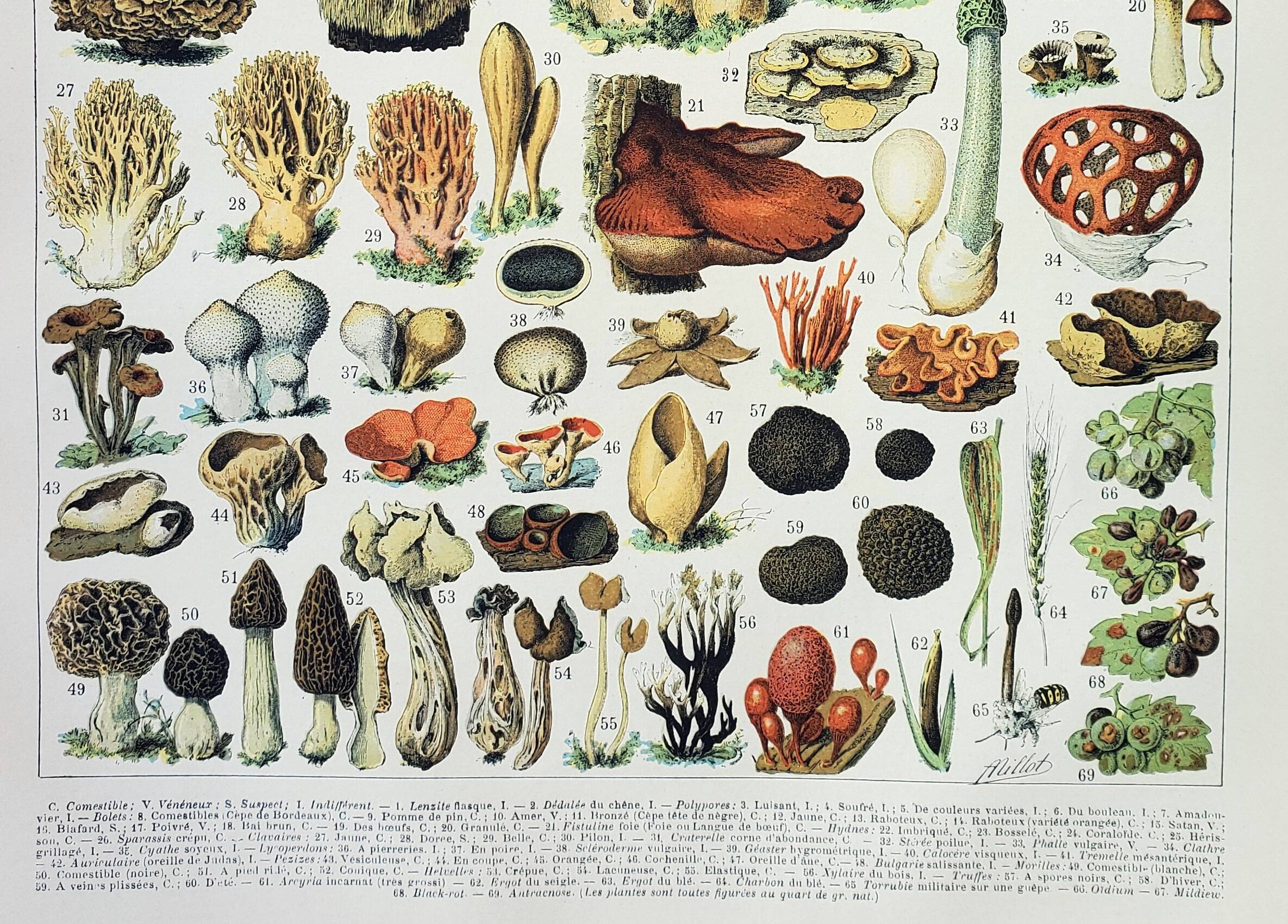 Old engraving 1898, Mushrooms 2, picking • Original and vintage lithograph