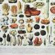 Old engraving 1898, Mushrooms 2, picking • Original and vintage lithograph