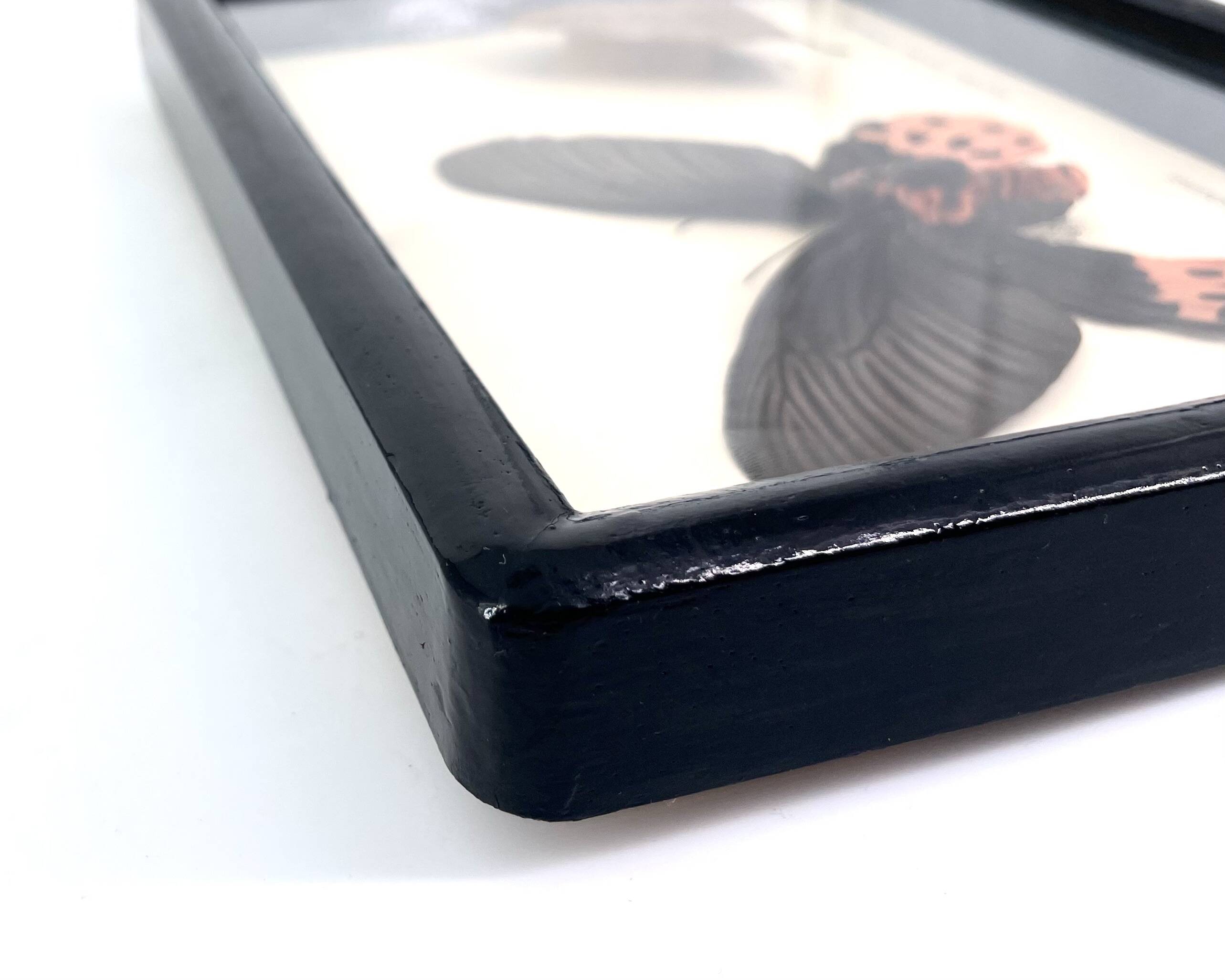 Black window frame with stuffed butterflies, 1970s