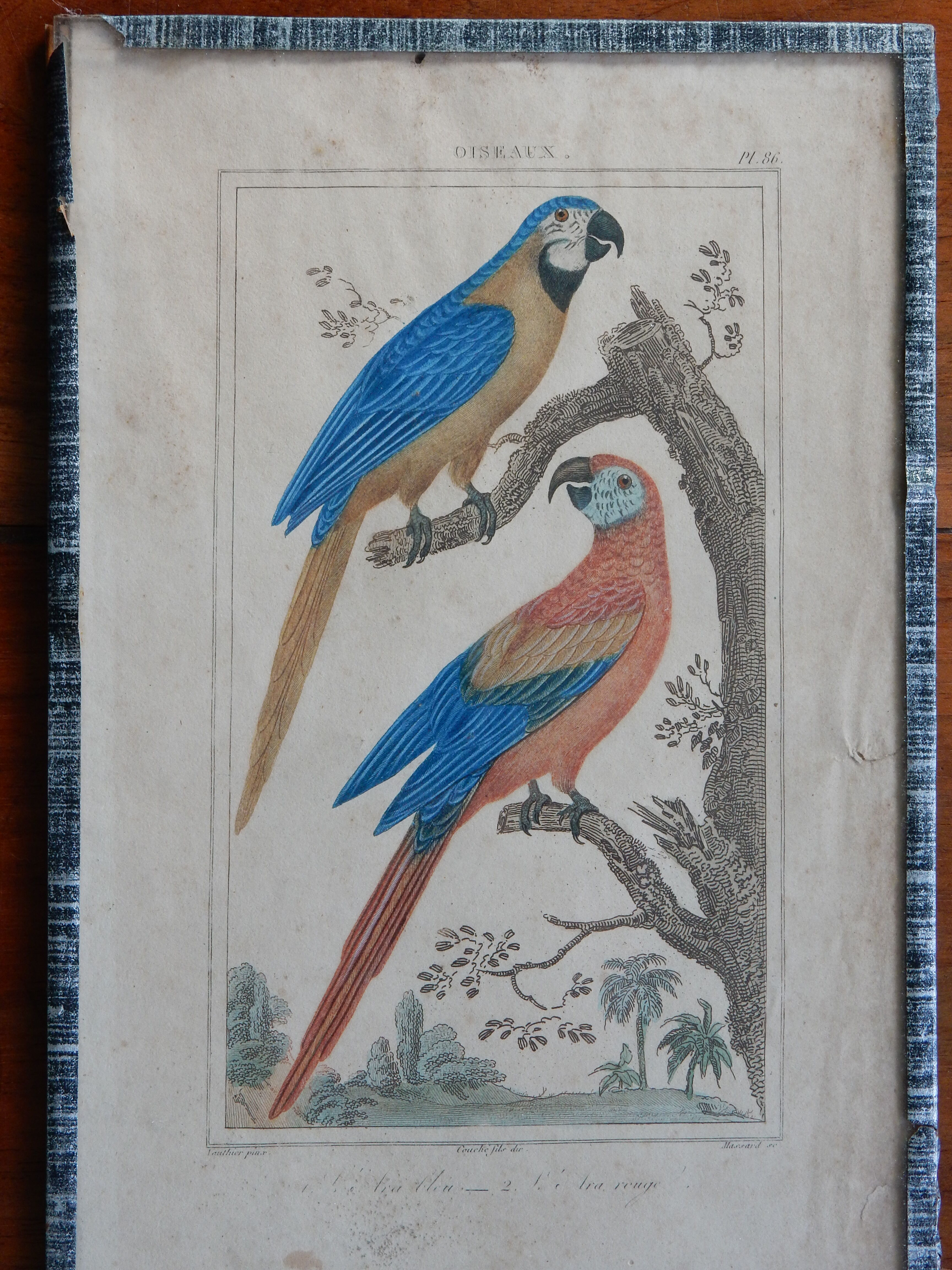 Original engraving 18th century Buffon