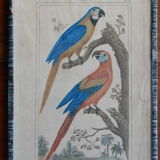 Original engraving 18th century Buffon