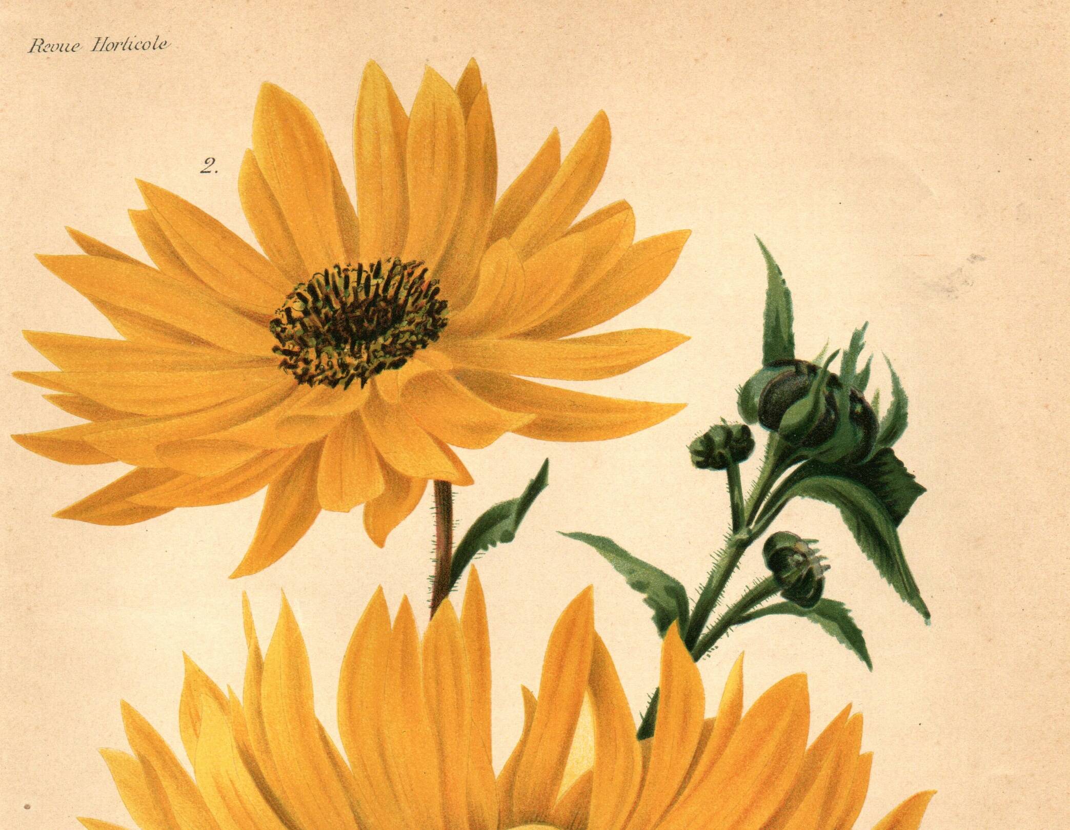 Botanical Engraving 1911 - Hélianthus by J. Guillot - Flower, Lithograph