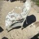 Fauteuil en bois banc et tissu fleuri