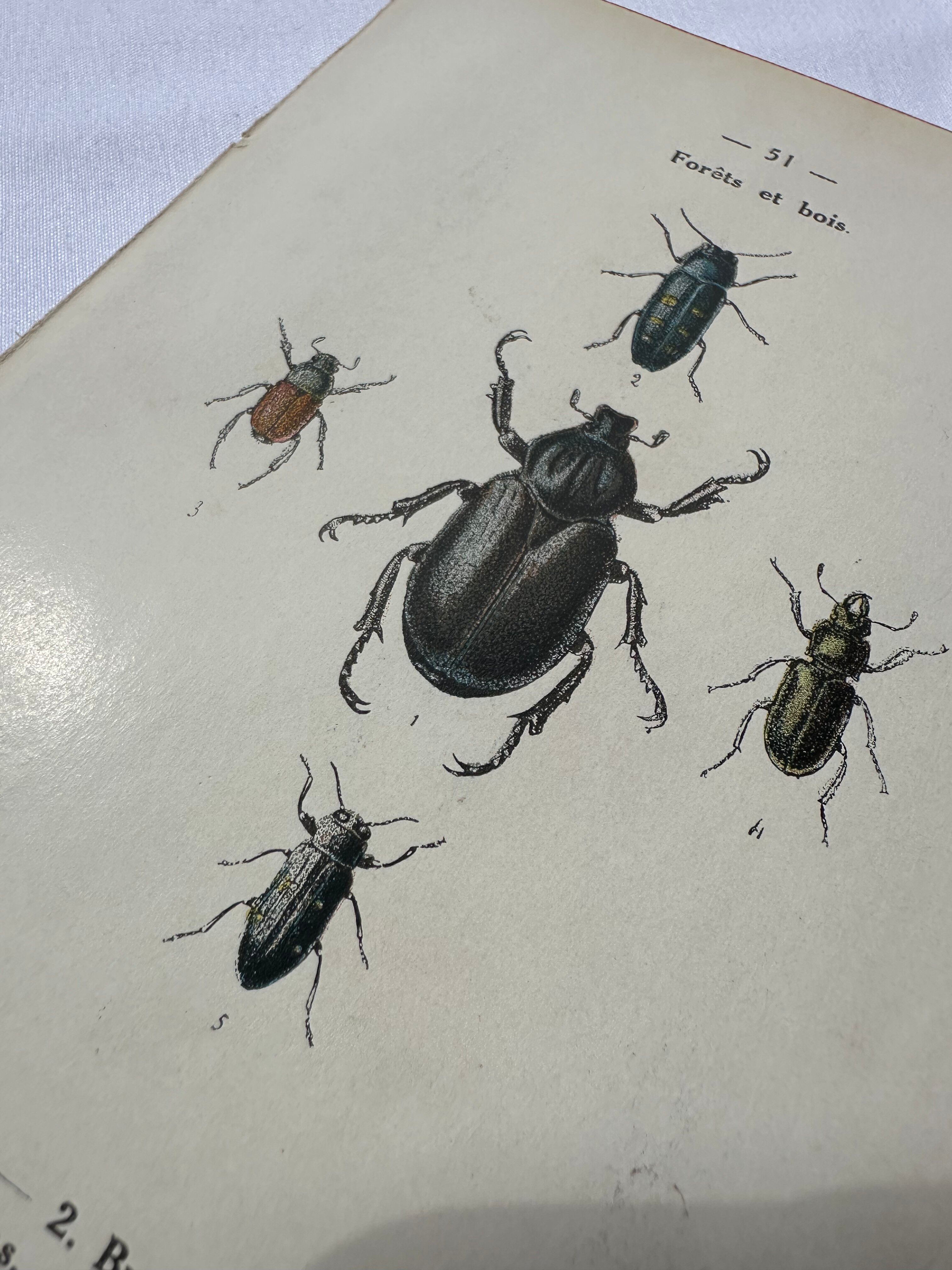 Old double-sided lithographic botanical plate.