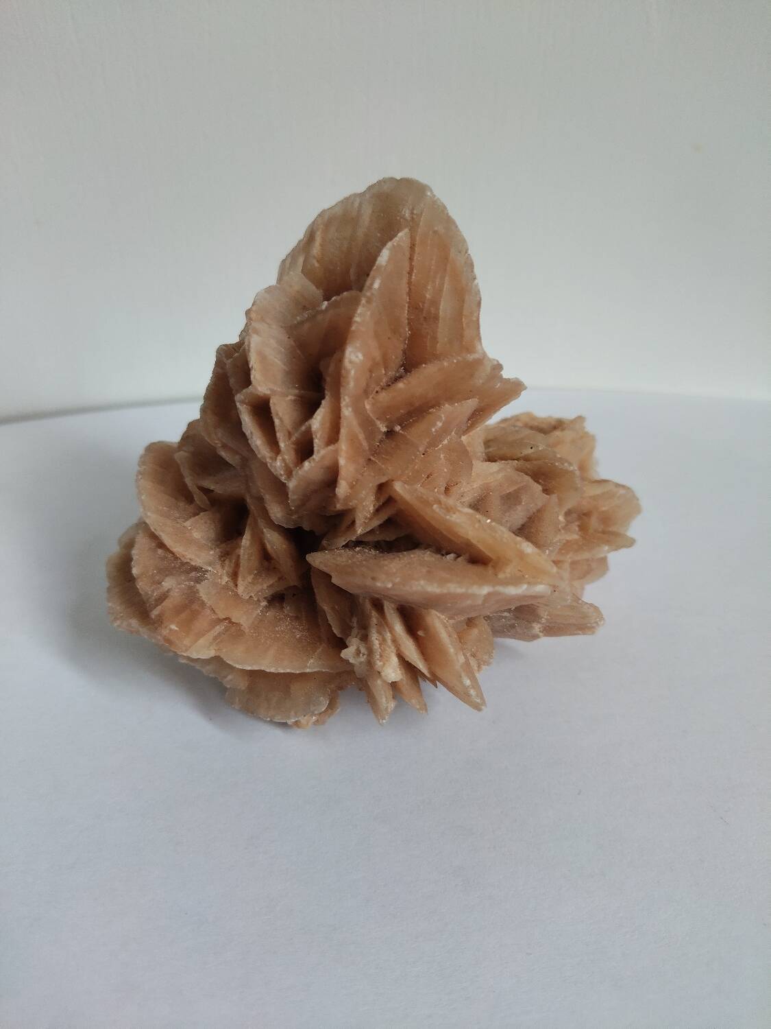 Rose des sables et coquillages marins