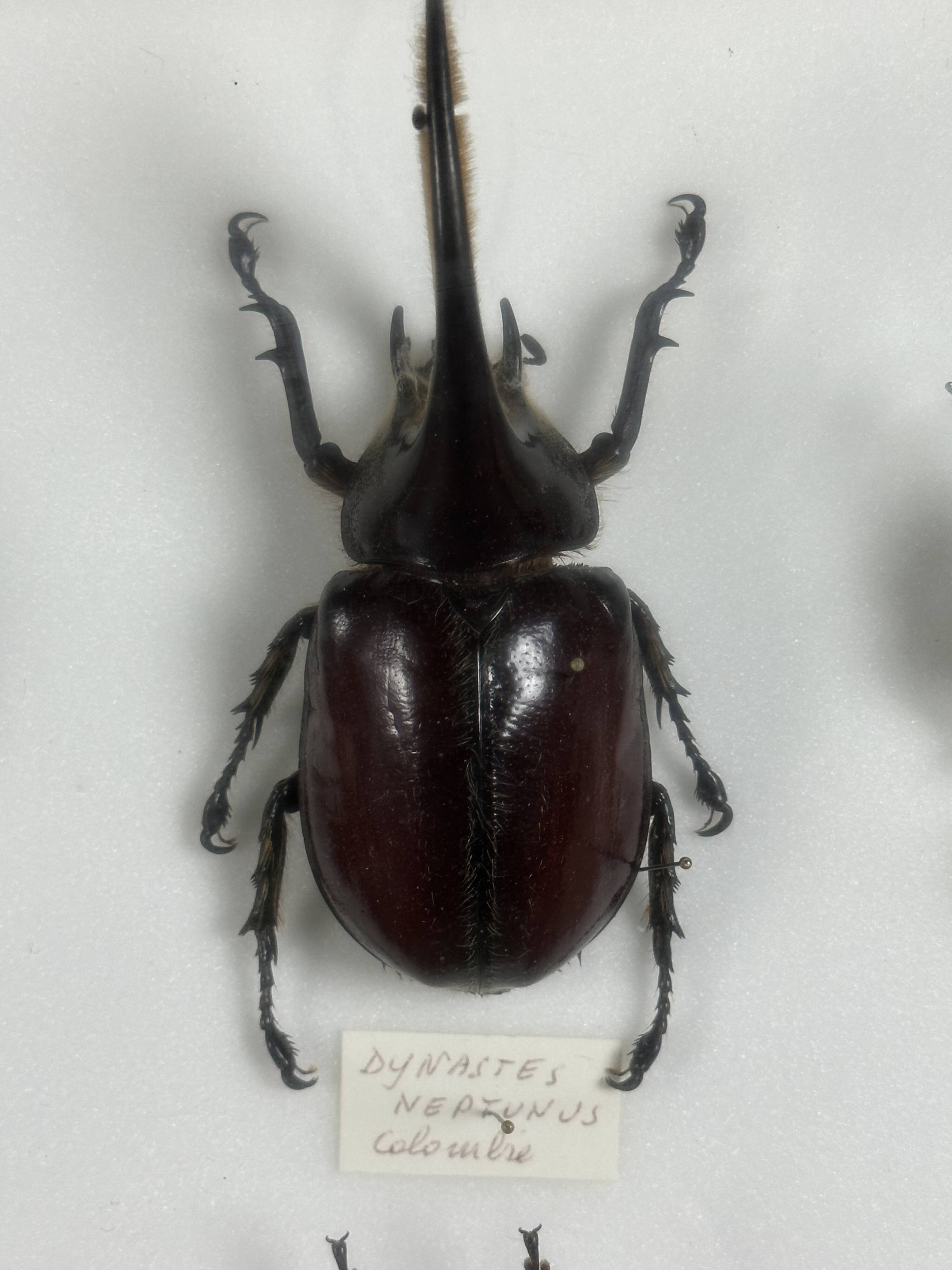 Old entomological insect frame 21 species