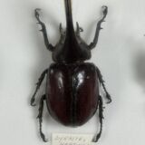 Old entomological insect frame 21 species