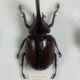 Old entomological insect frame 21 species