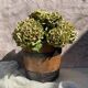 Wood and metal barrel planter