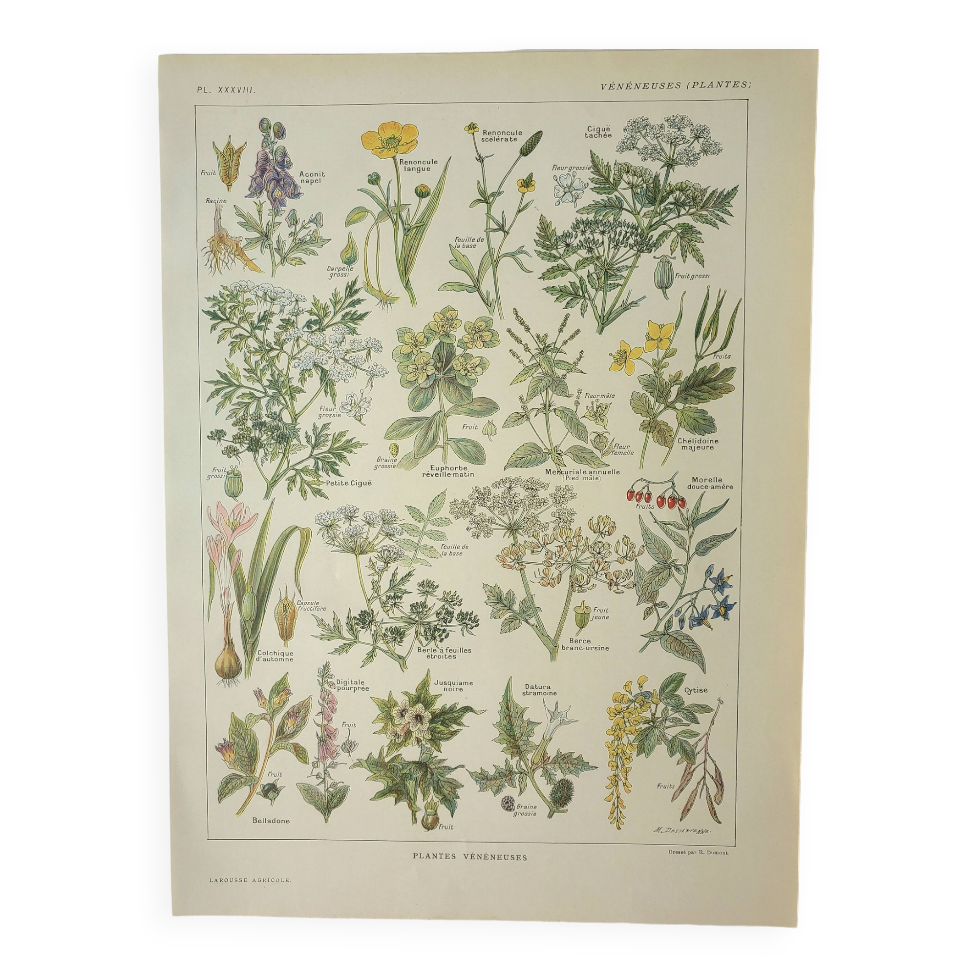 Old engraving 1922, Poisonous plants, flora, plant, flower • Lithograph, Original plate