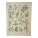 Old engraving 1922, Poisonous plants, flora, plant, flower • Lithograph, Original plate