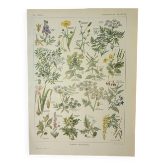 Gravure ancienne 1922, Plantes vénéneuses, flore, plante, fleur • Lithographie, Planche originale