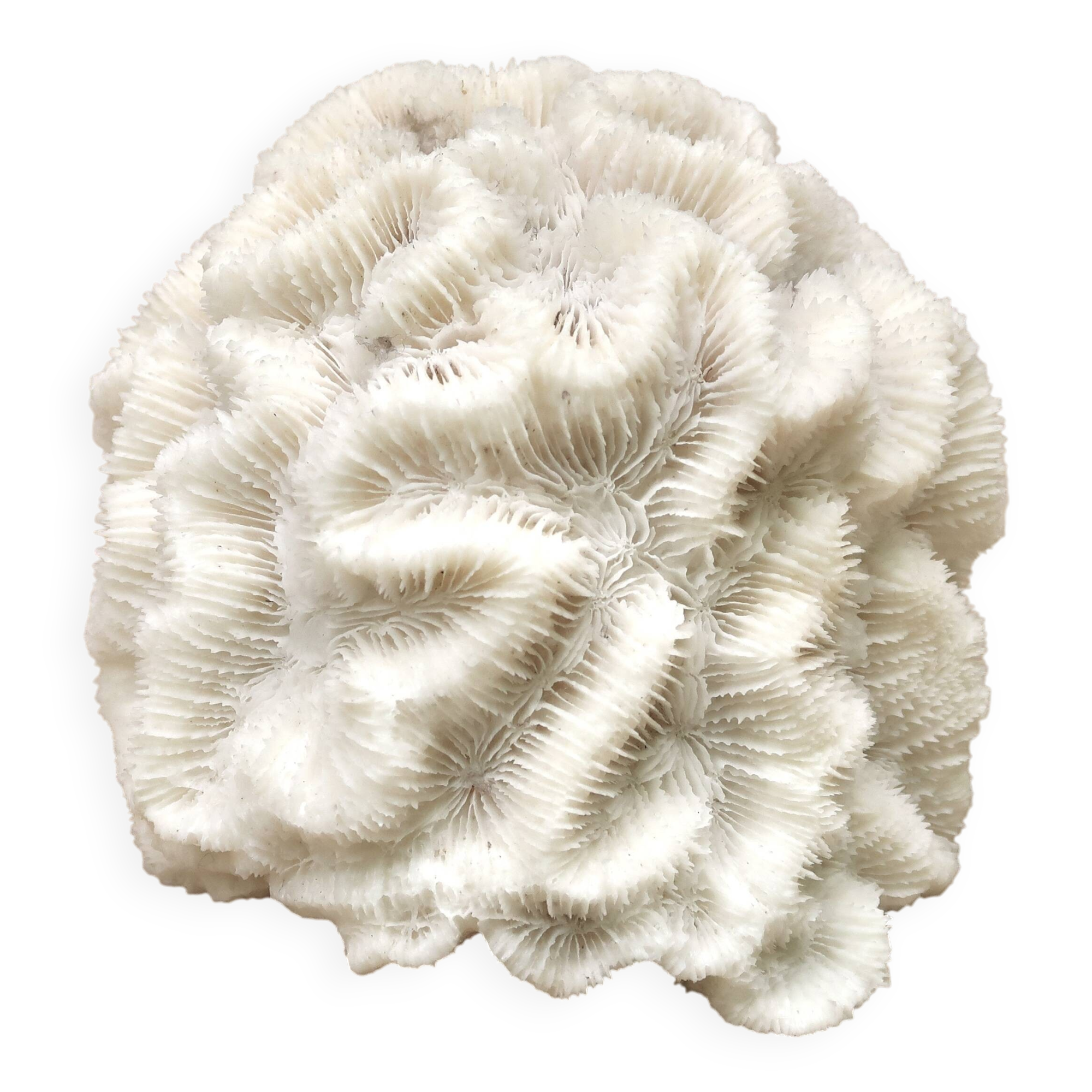 White coral, 70s