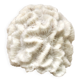 White coral, 70s