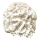 White coral, 70s