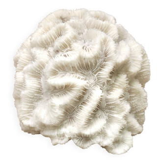 Corail blanc, années 70