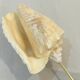 Shell on base "conch Strombus Latus" cabinet of curiosities