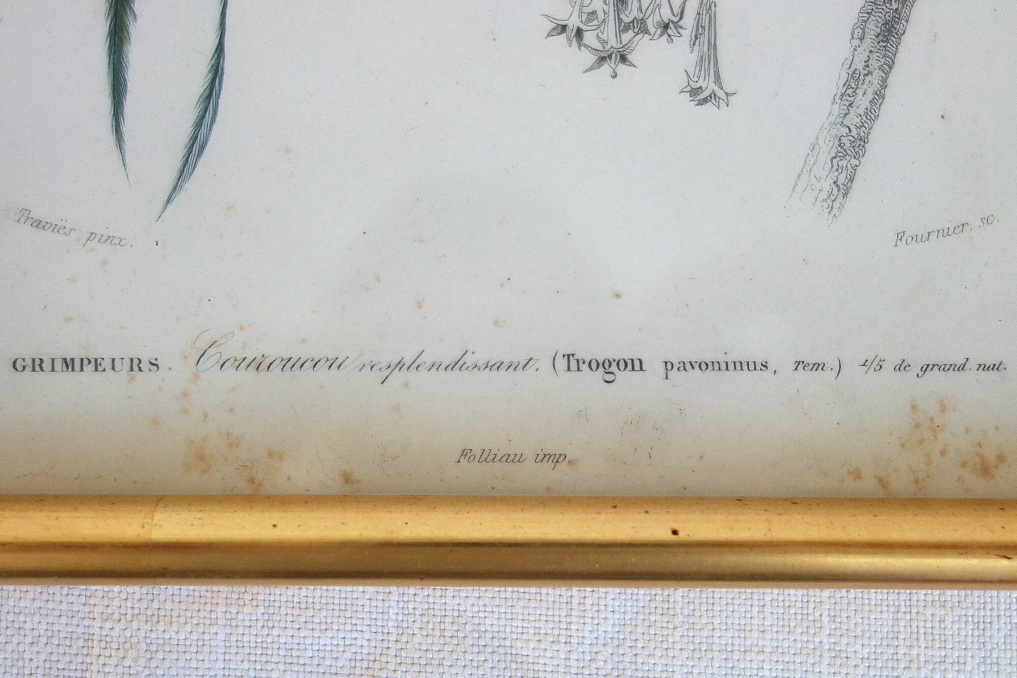 5 framed antique bird engravings