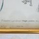 5 framed antique bird engravings