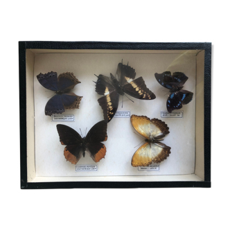 Set of 5 naturalized butterflies