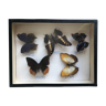 Set of 5 naturalized butterflies