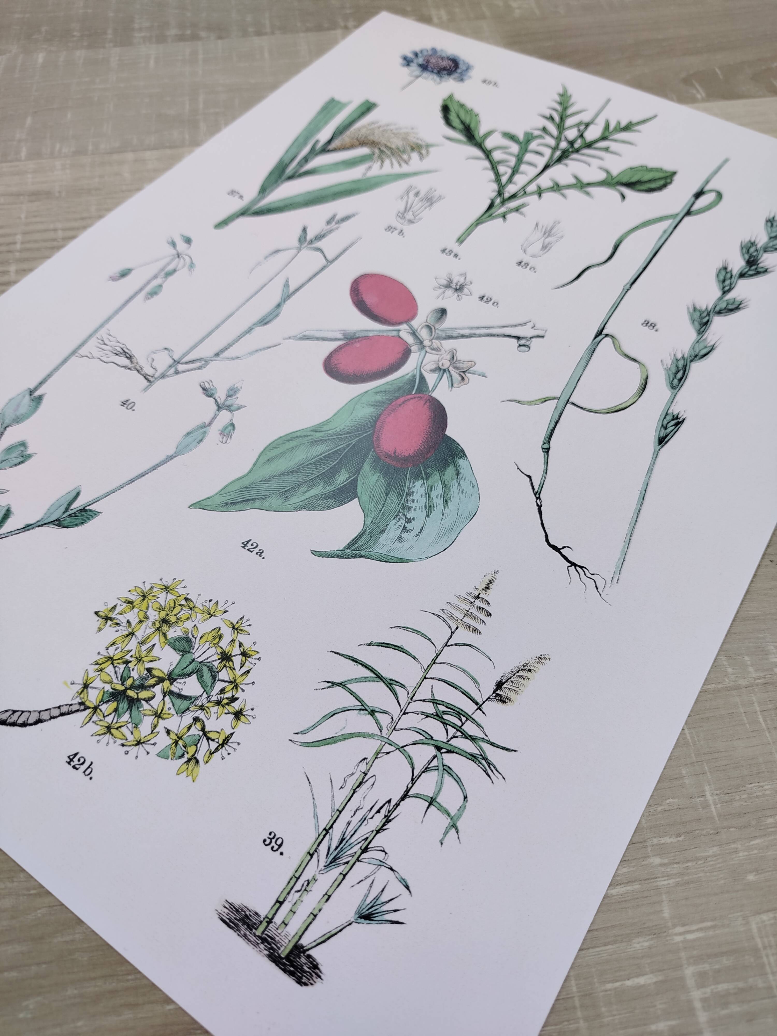 Plant poster based on an 1881 engraving "daregrass"