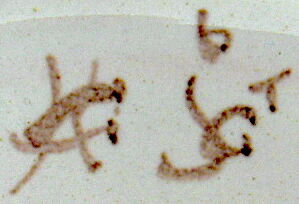 A plate of earthenware decorated with a cornucopia in St. Clement's earthenware