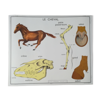 Affiche pédagogique Rossignol "Le lapin et le cheval"