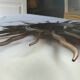 Solid wrought iron sun mirror