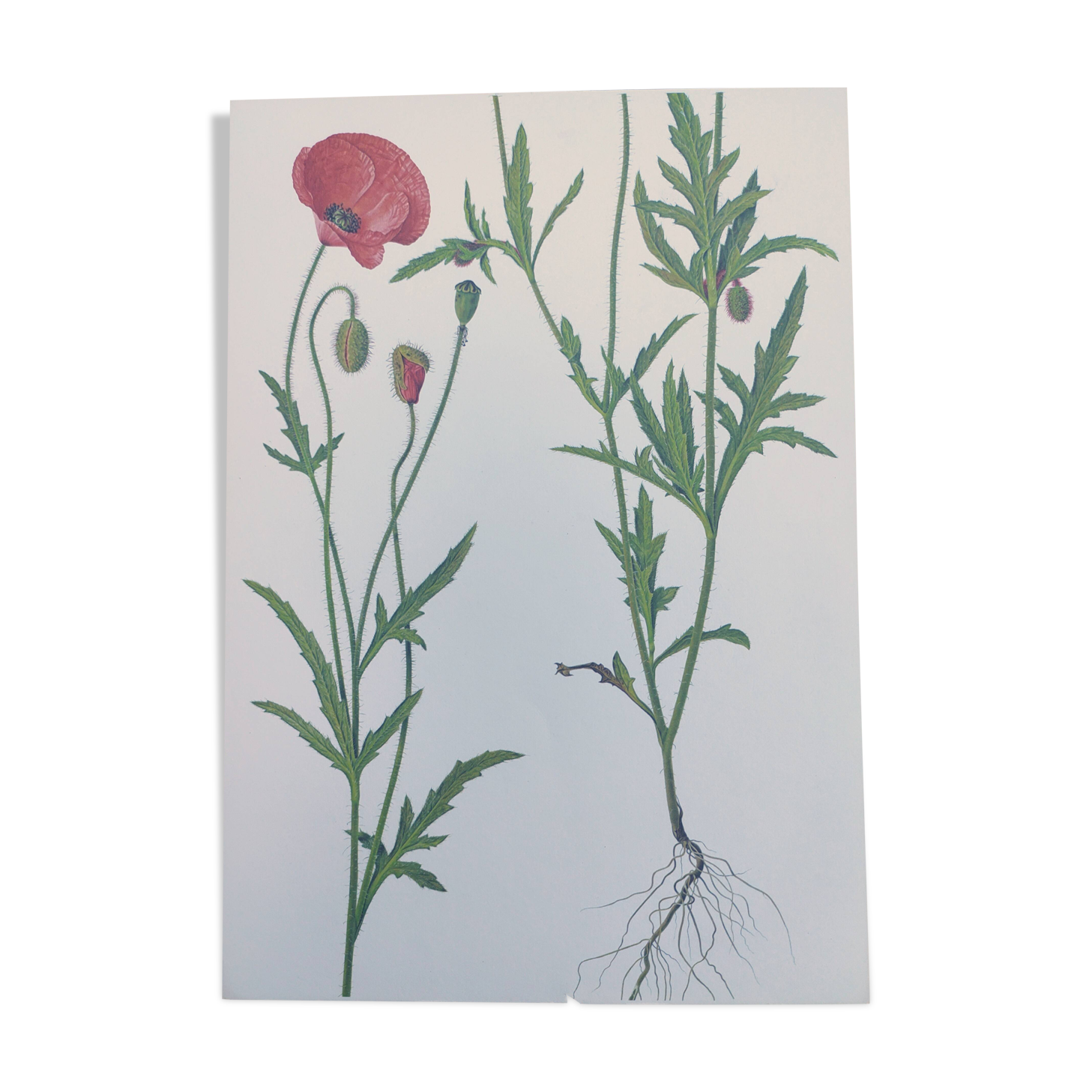 Vintage botanical print from 1978. Poppy. Wild plant illustration.