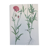 Vintage botanical print from 1978. Poppy. Wild plant illustration.