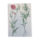 Vintage botanical print from 1978. Poppy. Wild plant illustration.