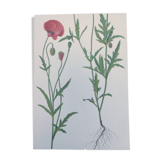 Planche botanique vintage de 1978. Coquelicot. Illustration plante sauvage