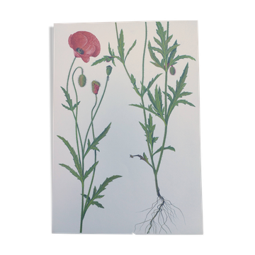Vintage botanical print from 1978. Poppy. Wild plant illustration.