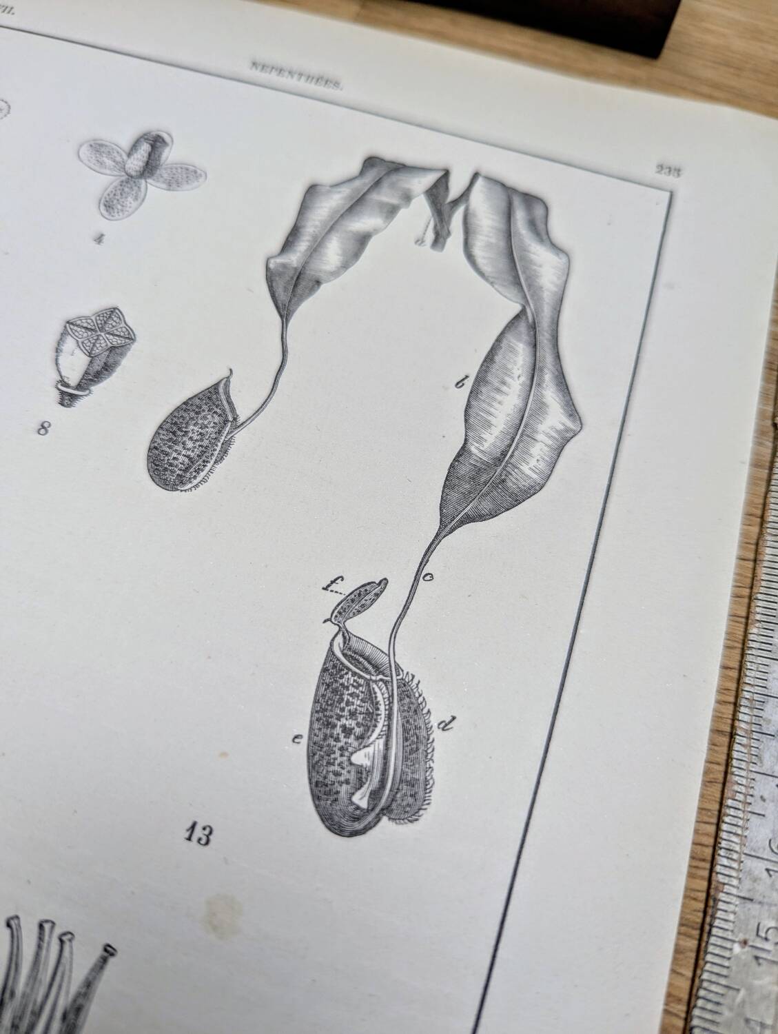 Printed in 1889, the Nepenthes (carnivorous plants).