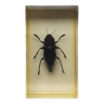 Resin inclusion insect - BUPRESTE TO IDENTIFY Curiosity - No. 24