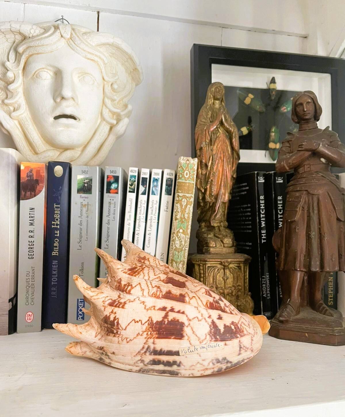 Large seashell: Imperial volute / Cymbiola imperialis