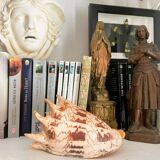 Large seashell: Imperial volute / Cymbiola imperialis