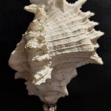 Cabinet of Curiosities, chicoreus ramosus shell on base