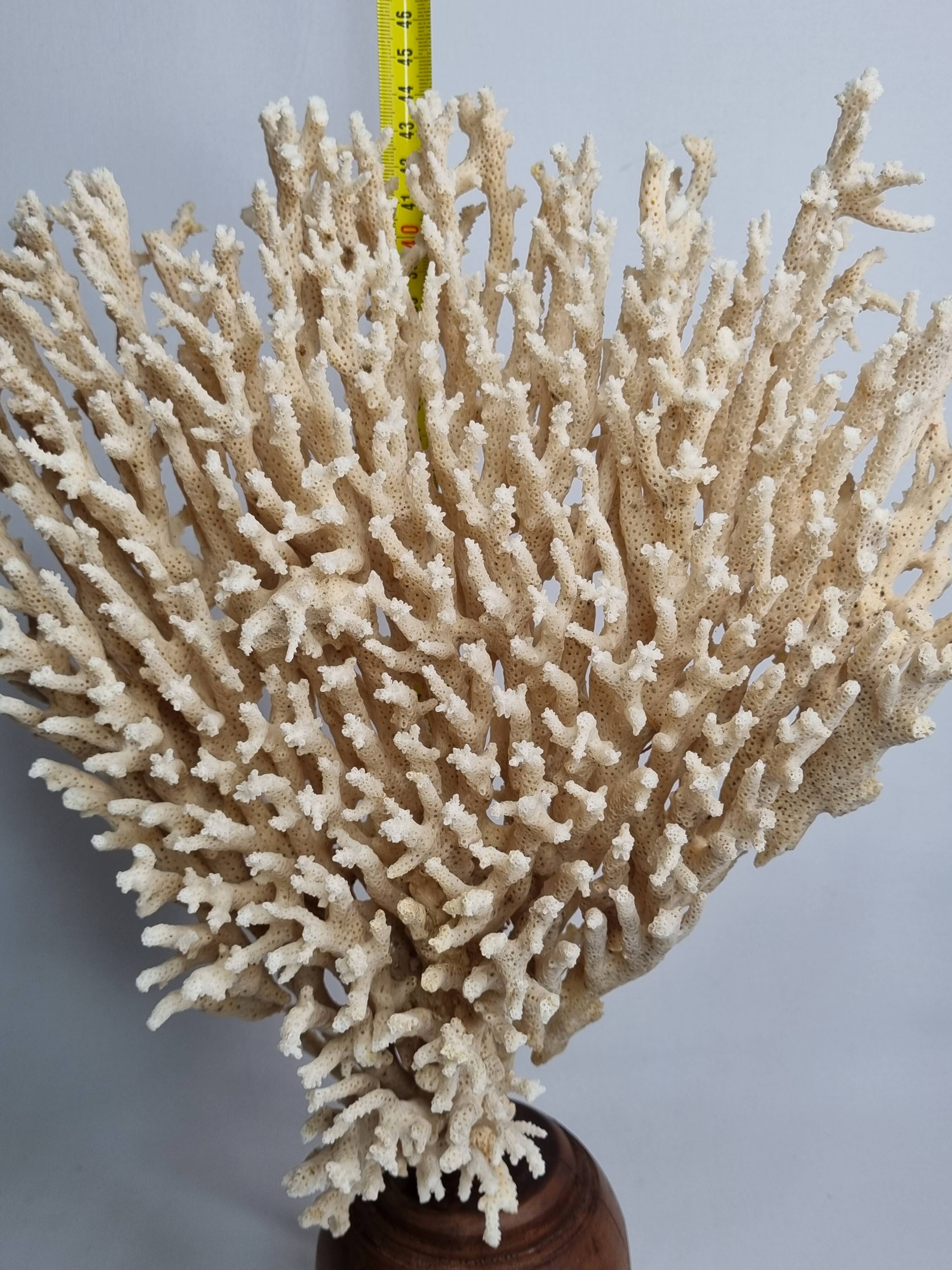 Antique large natural coral on turned wooden base, 45 cm
