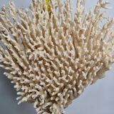 Antique large natural coral on turned wooden base, 45 cm