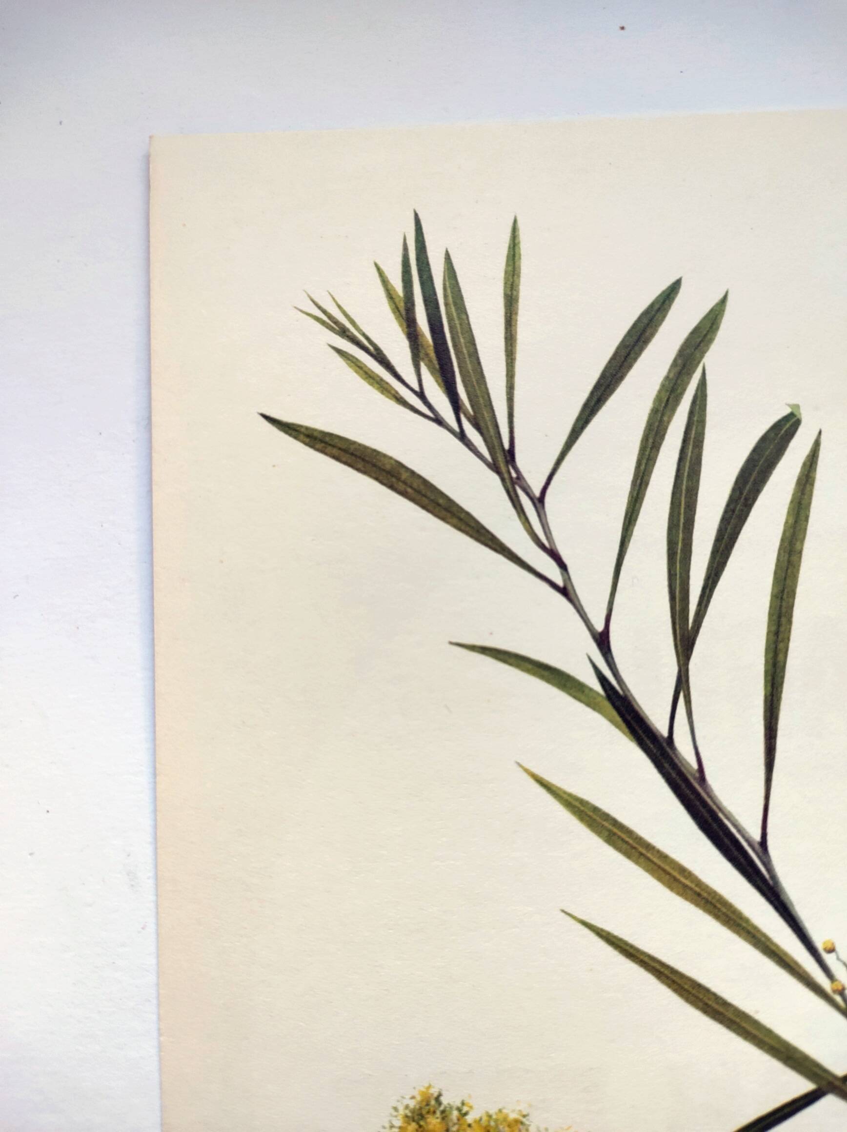 Acacia Illustration - Vintage Nature Plate - Botanical Tree from the 60s