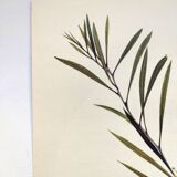 Acacia Illustration - Vintage Nature Plate - Botanical Tree from the 60s