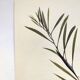 Acacia Illustration - Vintage Nature Plate - Botanical Tree from the 60s