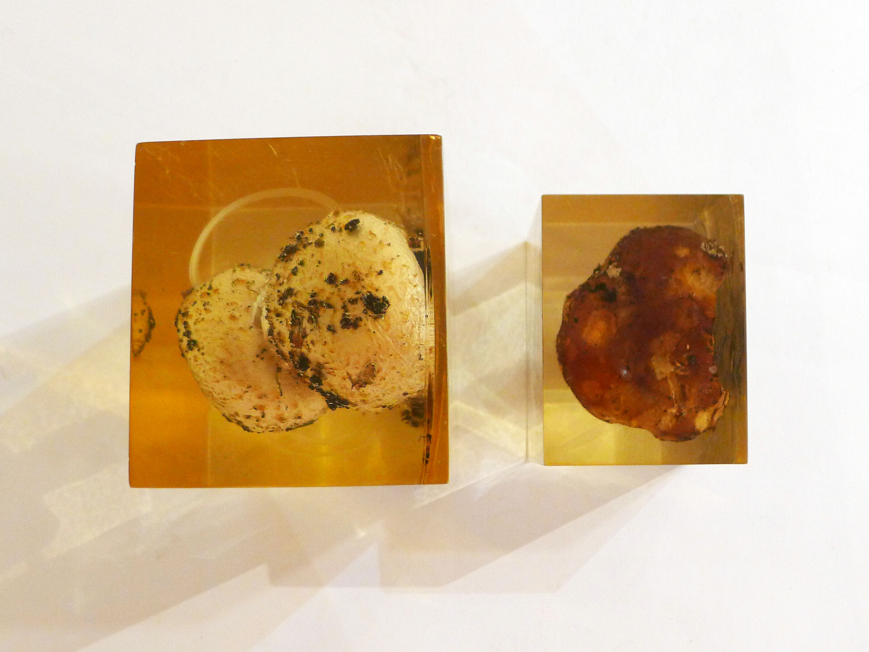 2 inclusions resin Mushrooms