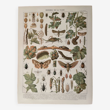 Lithograph on the vine (XL) - 1920
