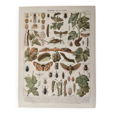 Lithograph on the vine (XL) - 1920