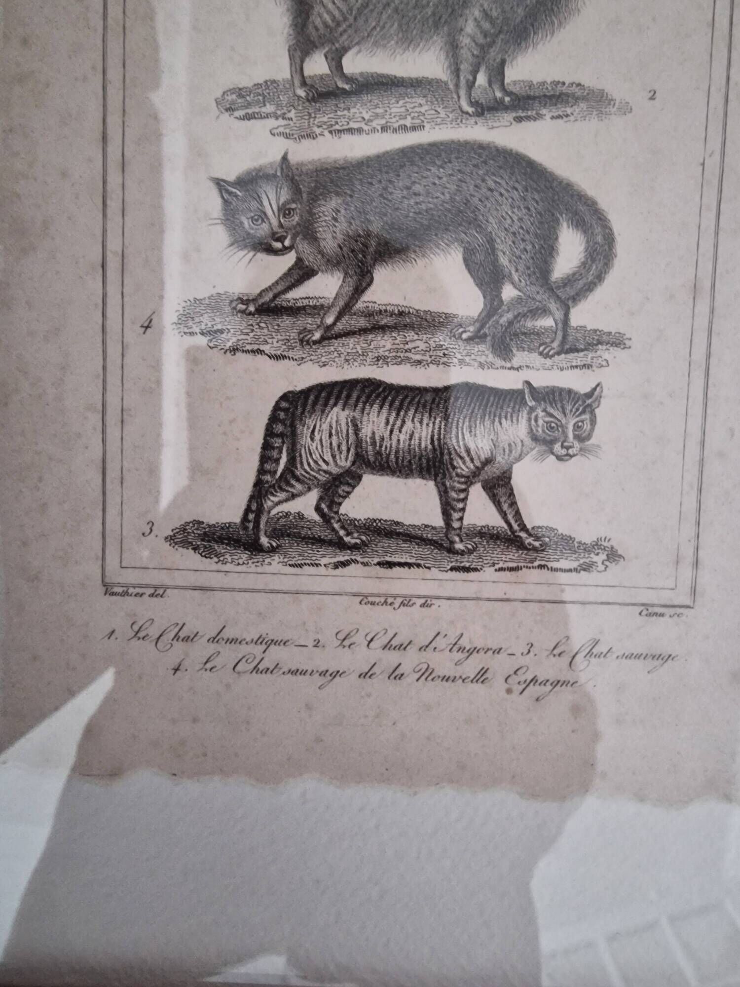 Old print Cats edition Panckoucke