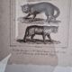 Old print Cats edition Panckoucke