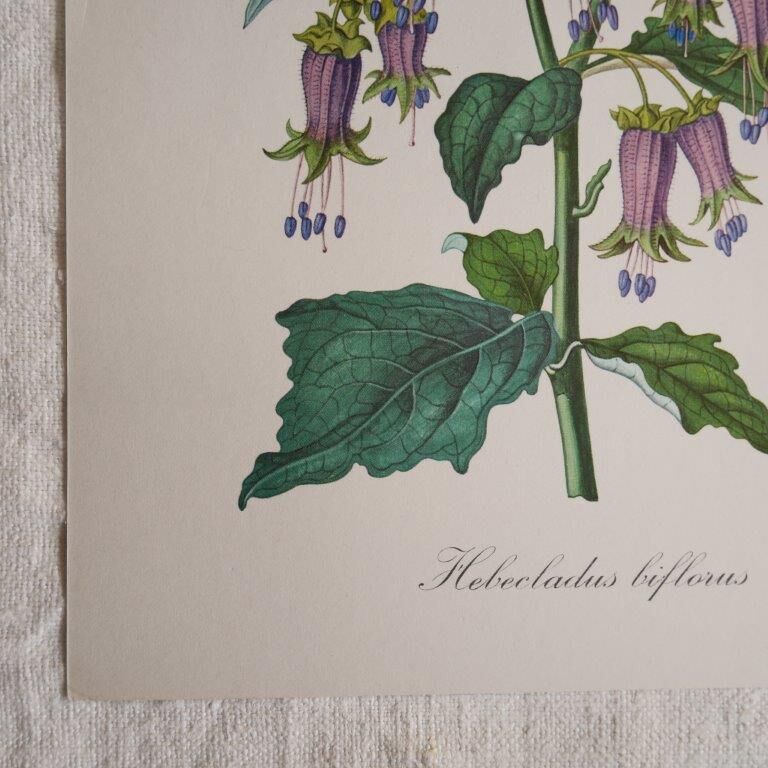 Botanical board Hebecladus - Servier